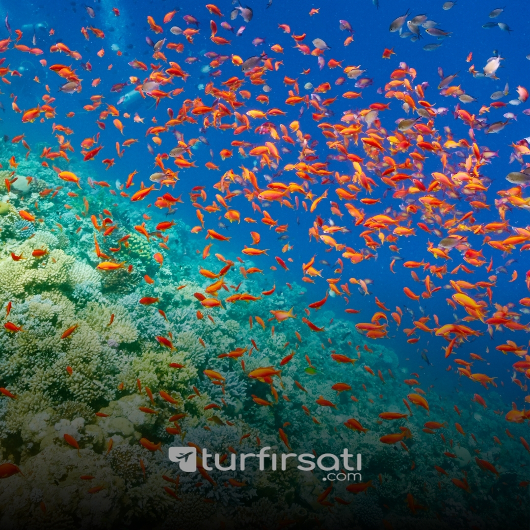 Promosyon Her Gün Kesin Kalkışlı Vizesiz Sharm El Sheikh Turu | 5 Gece Konaklamalı | İstanbul Çıkışlı