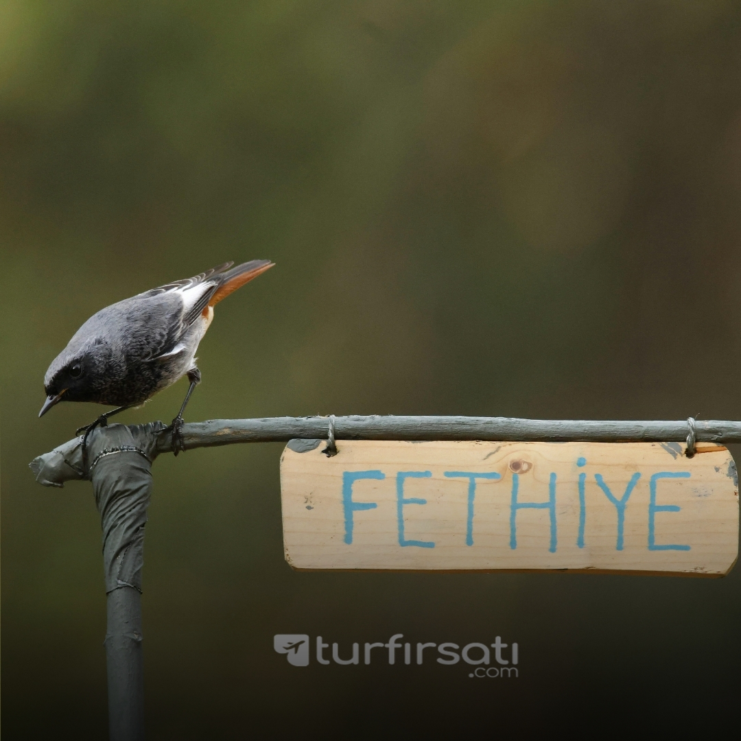  Ege Akdeniz Turu  |  5 Gece Konaklamalı  |  Antalya Kaş Fethiye Ölüdeniz Marmaris Bodrum  |  İstanbul,İzmit,Sakarya Çıkışlı 