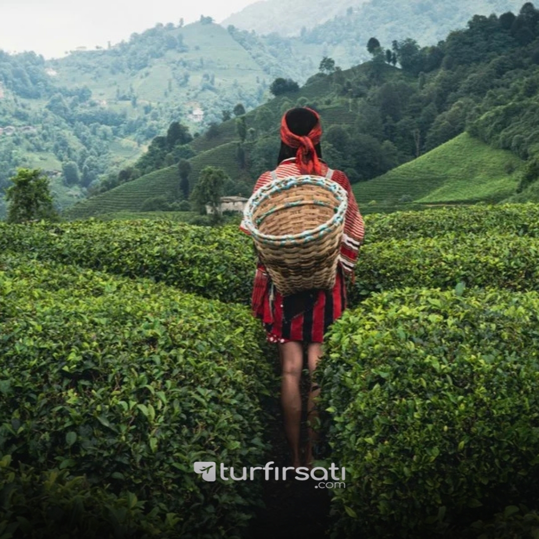 1 Mayıs Özel | Karadeniz Yaylalar Ve Batum Turu  | 3 Gece Konaklamalı | İstanbul,İzmit Ve Sakarya Hareketli