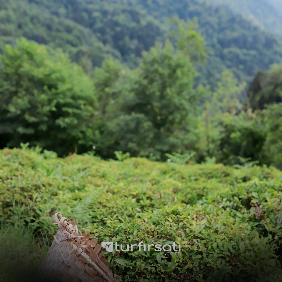 1 Mayıs Özel | Karadeniz Yaylalar Ve Batum Turu  | 3 Gece Konaklamalı | İstanbul,İzmit Ve Sakarya Hareketli