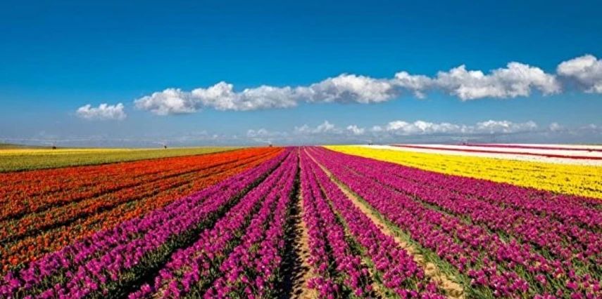 Konya Çatalhöyük Lale Bahçeleri YHT ile Gidiş-Dönüş | 1 Gece Otel Konaklamalı | İstanbul Çıkışlı