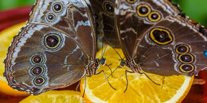 Konya Çatalhöyük Lale Bahçeleri YHT ile Gidiş-Dönüş | 1 Gece Otel Konaklamalı | İstanbul Çıkışlı