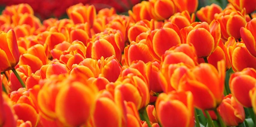 Konya Çatalhöyük Lale Bahçeleri YHT ile Gidiş-Dönüş | 1 Gece Otel Konaklamalı | İstanbul Çıkışlı