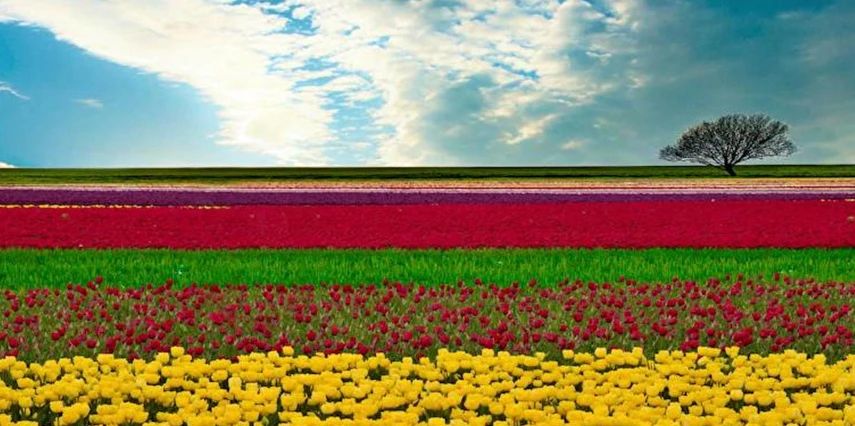 Konya Çatalhöyük Lale Bahçeleri YHT ile Gidiş-Dönüş | 1 Gece Otel Konaklamalı | İstanbul Çıkışlı