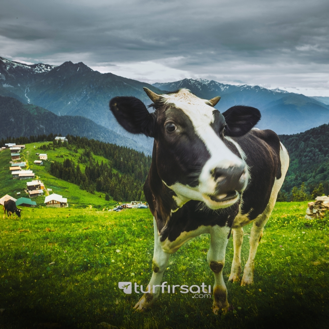 1 Mayıs Özel Uçaklı Karadeniz Yaylalar Ve Batum Turu  | 3 Gece Konaklamalı | İstanbul  Hareketli