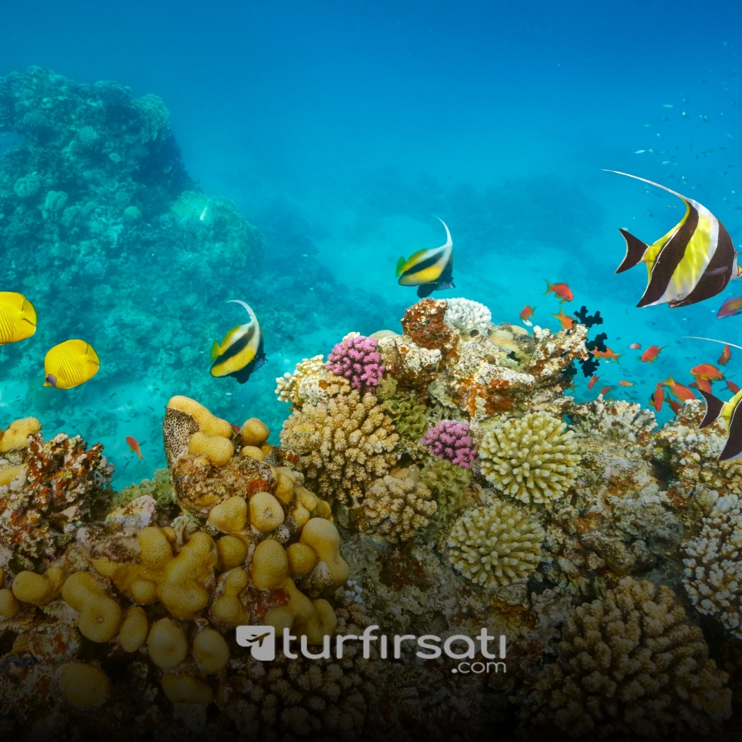 Vizesiz Sharm El Sheikh Turu | 5 Gece Her Şey Dahil Otel Konaklamalı | İstanbul Kalkışlı